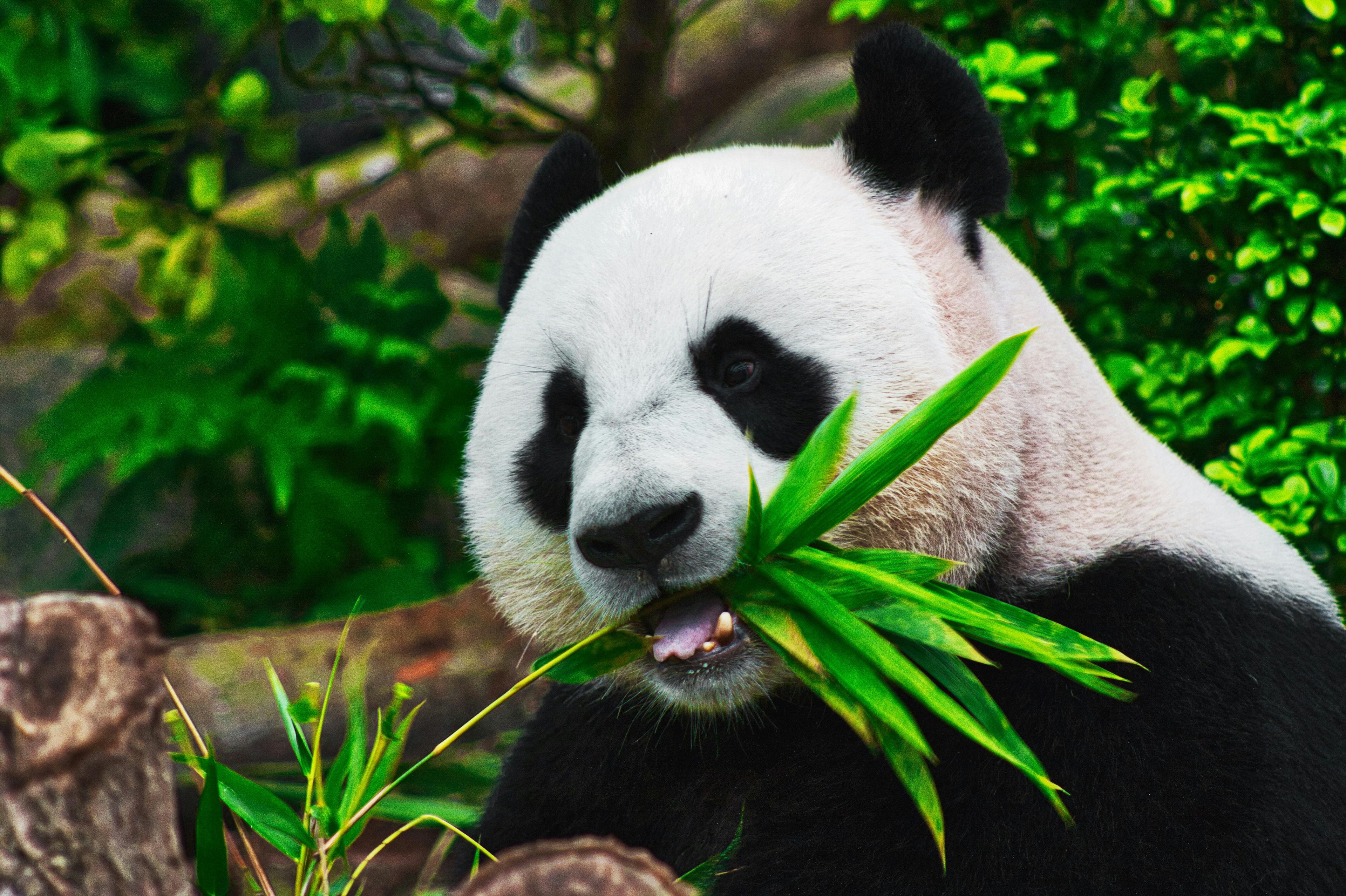 Panda & Culture 8 Days