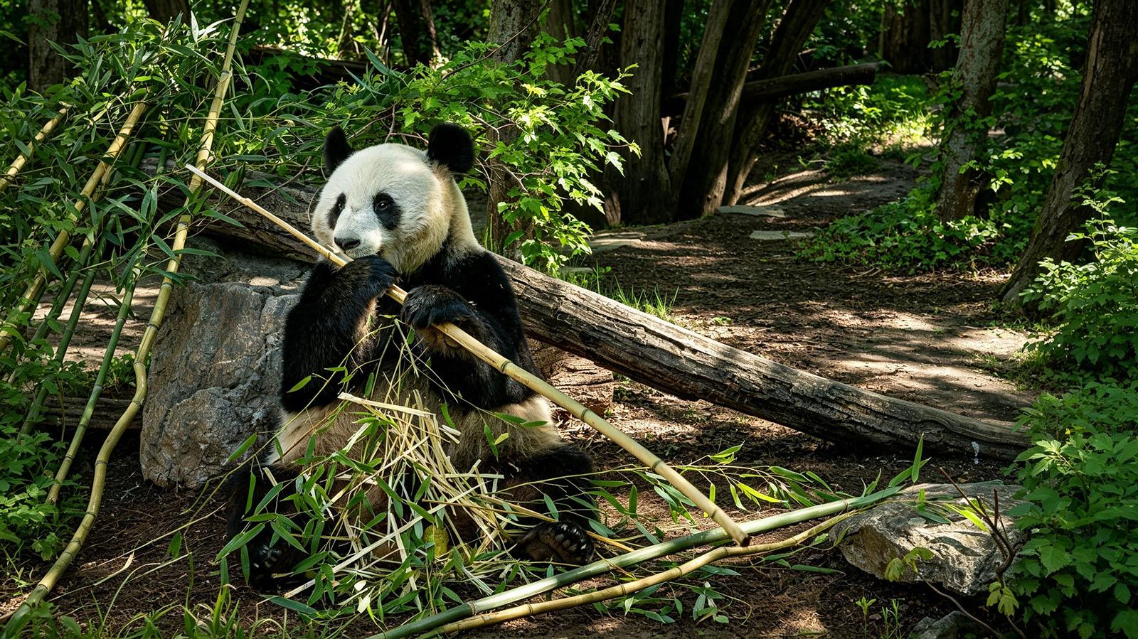 Chengdu
